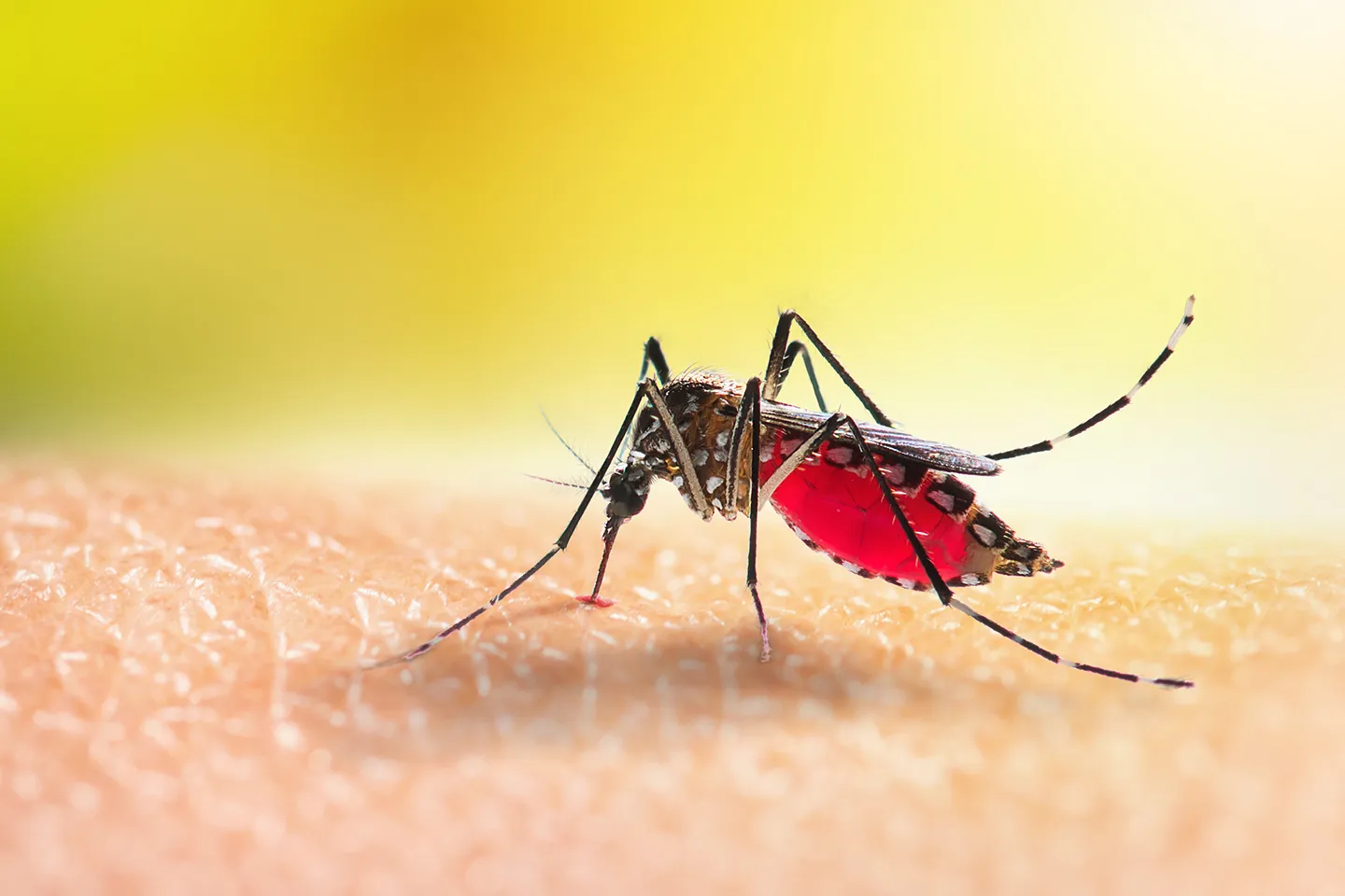 Dengue Surveillance System: A Proposal